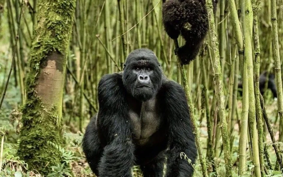 gorilla-trekking-rules-and-guidelines-in-rwanda