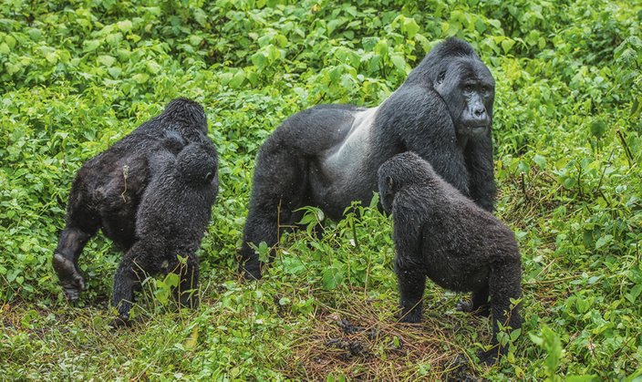 gorilla-trekking-in-mgahinga-national-park