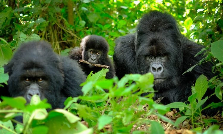 3-days-rwanda-gorilla-trekking-safari-from-kigali