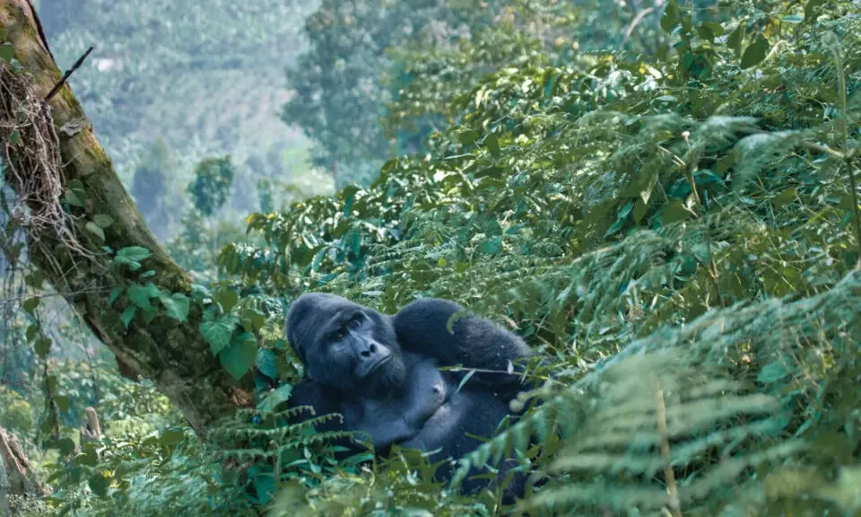 why-rwanda-is-the-best-destination-for-gorilla-trekking