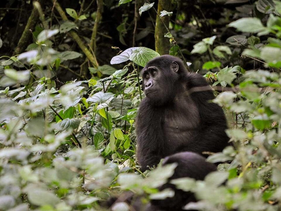 gorilla-trekking-for-senior-travelers