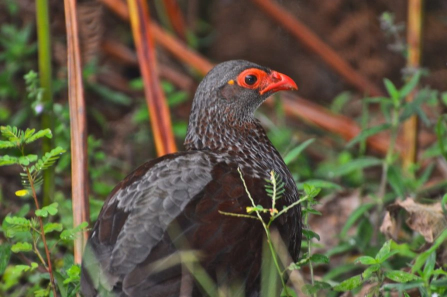 albertine-rift-endemic-birds-in-uganda