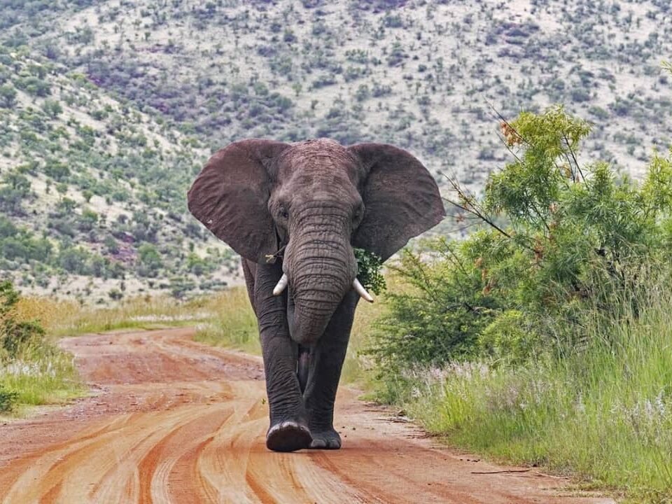 rwanda-uganda-kenya-safari-packages-from-usa