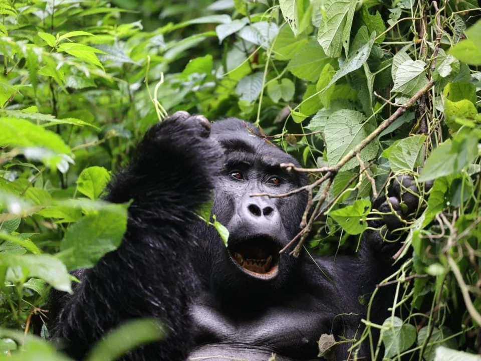 top-gorilla-families-to-visit-in-rwandas-volcanoes-national-park