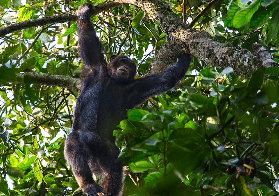 safari-and-primate-tracking-in-east-africa