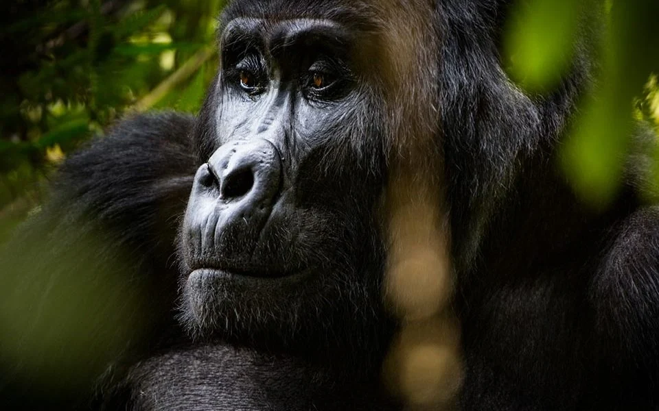 why-gorilla-trekking-is-worth-every-dollar