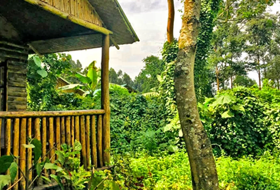 best-eco-tourism-experiences-in-uganda