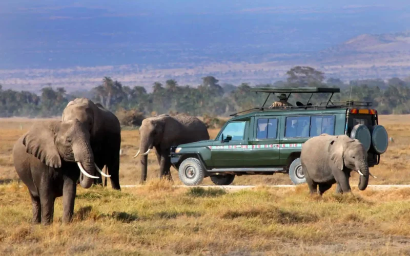 why-uganda-rwanda-and-kenya-make-the-perfect-safari