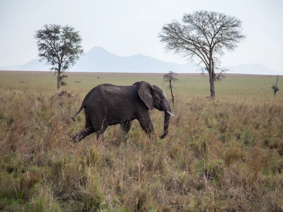 kidepo-valley-national-park-safari-experiences
