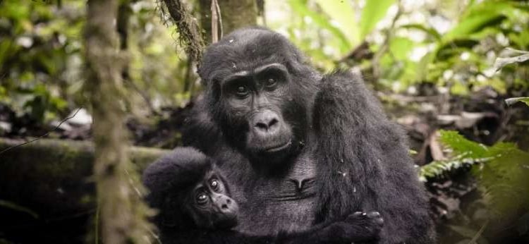how-much-does-a-rwanda-gorilla-permit-cost