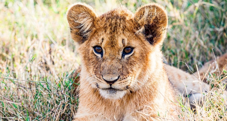best-national-parks-for-wildlife-safaris-in-east-africa