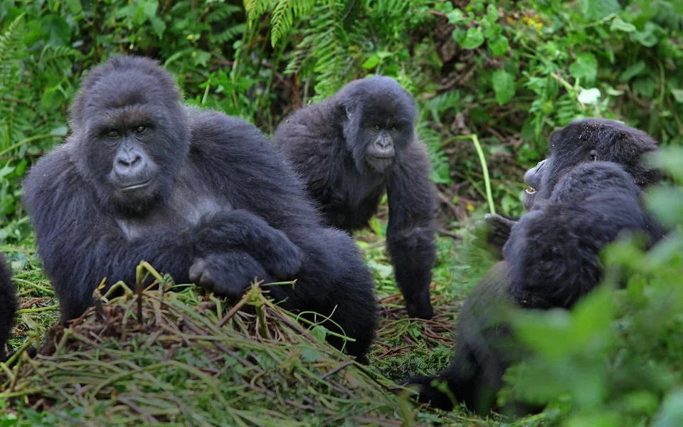cost-of-gorilla-permits-in-east-africa
