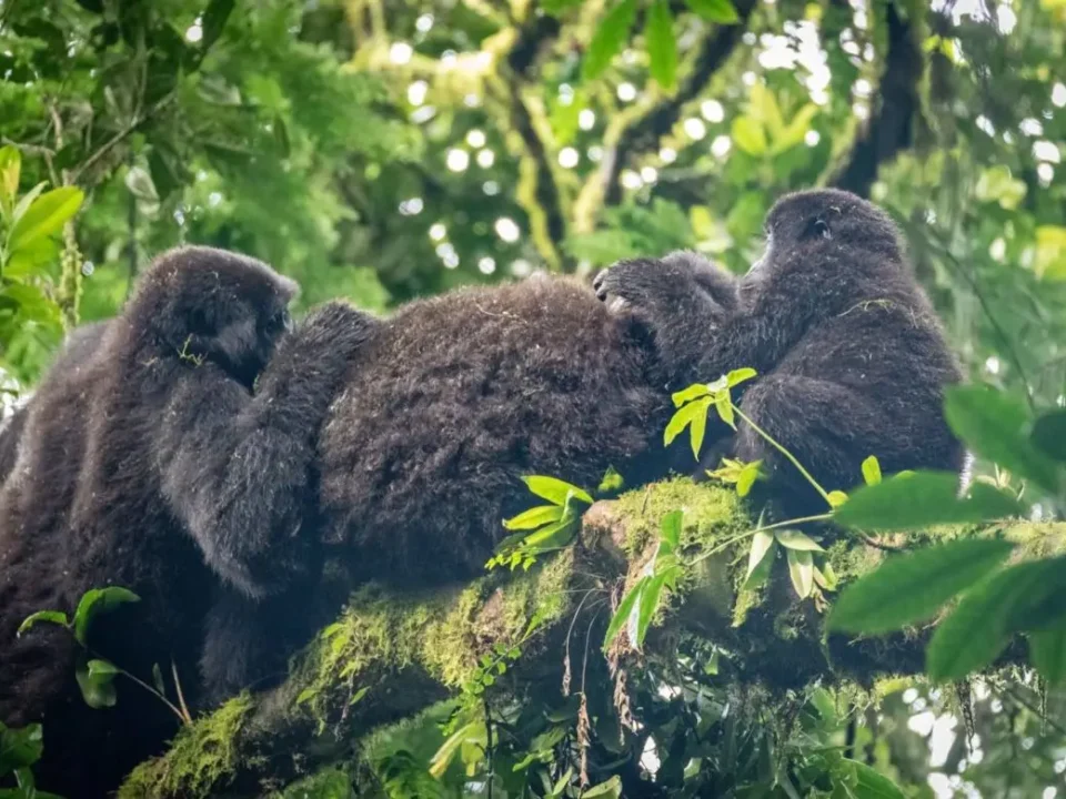 family-gorilla-trekking-tours-in-uganda