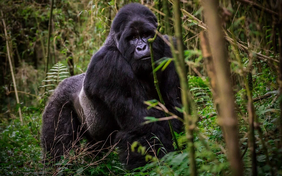 gorilla-trekking-safari-for-couples