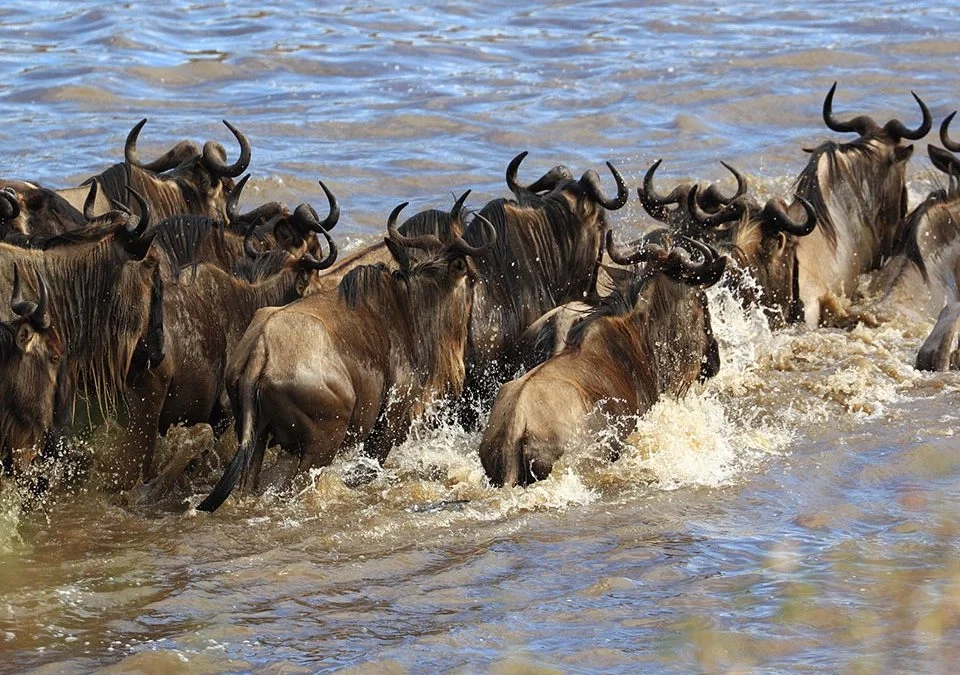 best-time-to-visit-kenya-for-wildlife-safaris