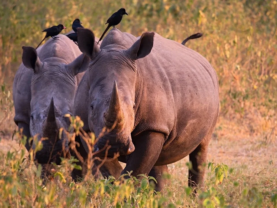 where-to-see-the-big-five-in-uganda