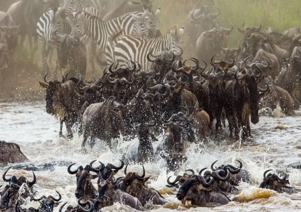 witness-the-great-migration-in-kenya