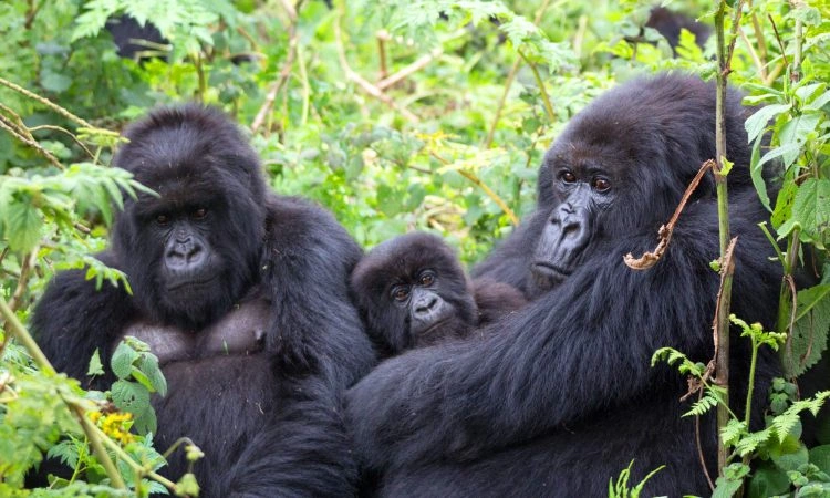 bwindi-vs-volcanoes-vs-virunga-gorilla-trekking