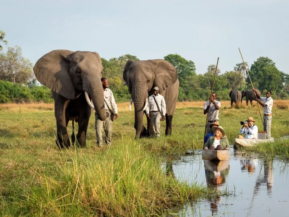 african-elephant-safari-experiences