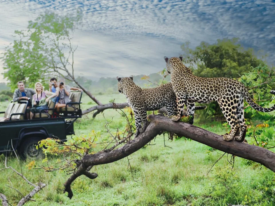why-east-africa-is-the-best-safari-destination-in-the-world