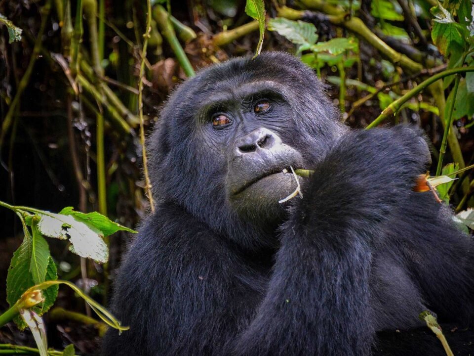 crossing-from-uganda-to-rwanda-for-gorilla-trekking