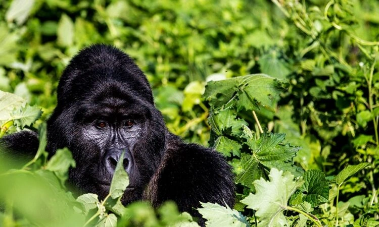 bwindi-impenetrable-forest-gorilla-trekking