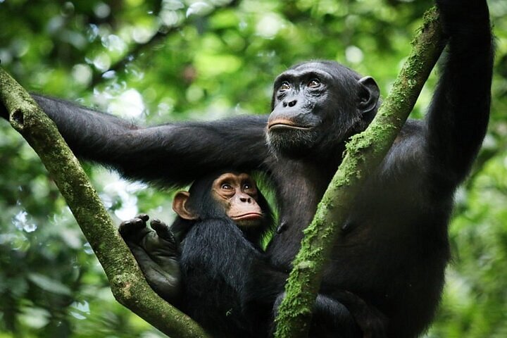 affordable-chimpanzee-trekking-packages-in-uganda