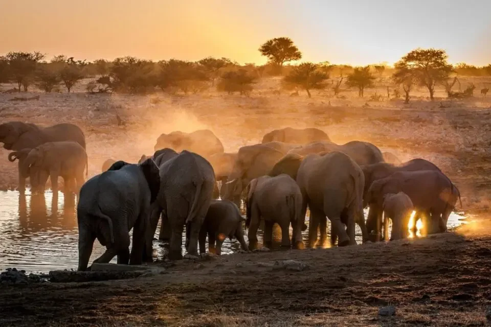 morning-vs-evening-game-drives-explained