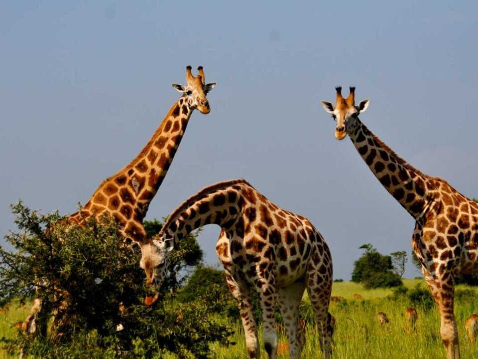 best-game-drives-in-uganda-national-parks