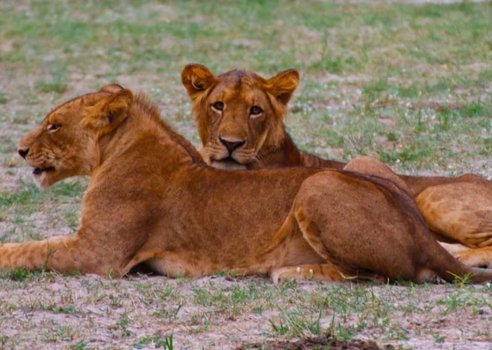 akagera-national-park-safari-guide-for-wildlife-lovers