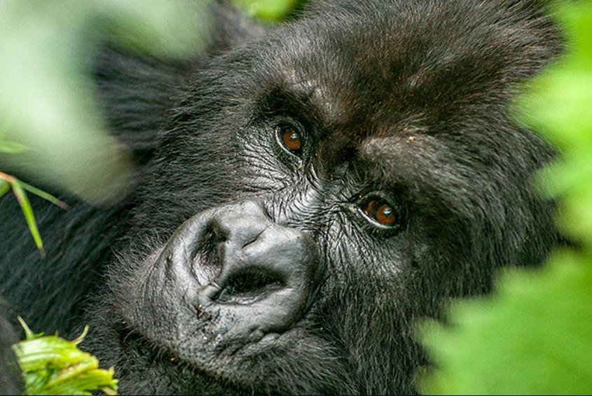 high-end-gorilla-trekking-tours