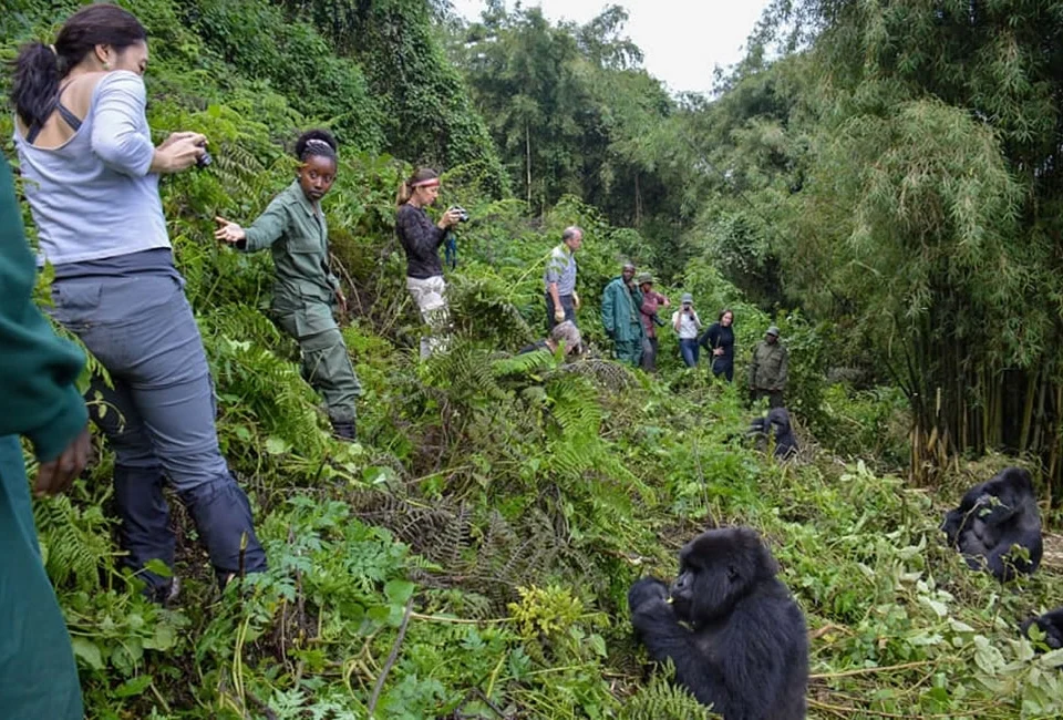 how-difficult-is-gorilla-trekking-in-rwanda
