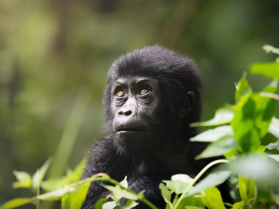 family-friendly-primate-safaris-in-uganda