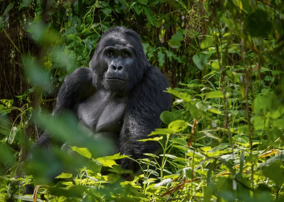 how-to-save-money-on-gorilla-trekking