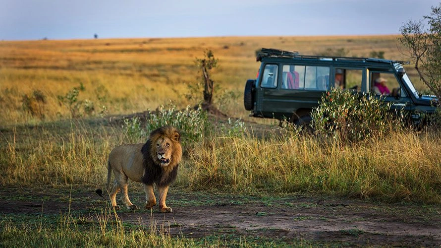 where-to-see-lions-elephants-and-leopards-in-east-africa