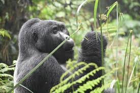 budget-gorilla-trekking-tours-in-rwanda