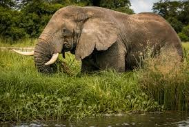 rwanda-uganda-kenya-safari-planning-tips