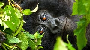 congo-gorilla-trekking-via-rwanda