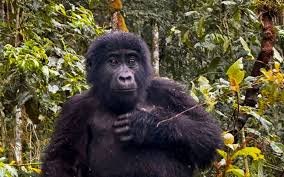 kenya-wildlife-tours-and-rwanda-gorilla-adventures