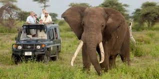 best-time-to-visit-east-africa-for-wildlife-safaris