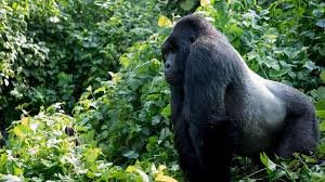 gorilla-trekking-in-congo
