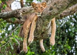 top-wildlife-animals-to-see-in-uganda