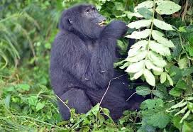 why-gorilla-trekking-supports-conservation