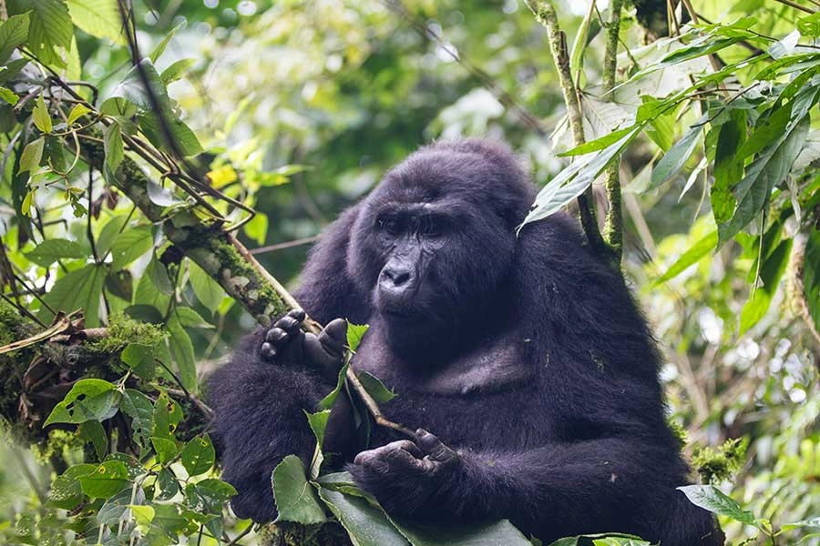 rwanda-gorilla-trekking-for-first-time-visitors