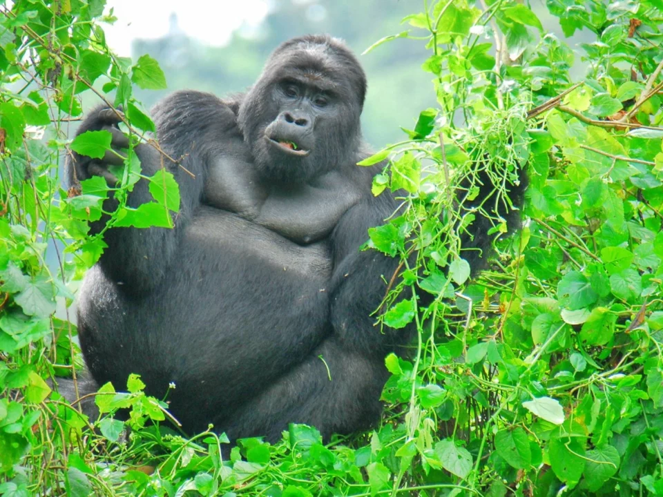 gorilla-trekking-travel-checklist-for-tourists