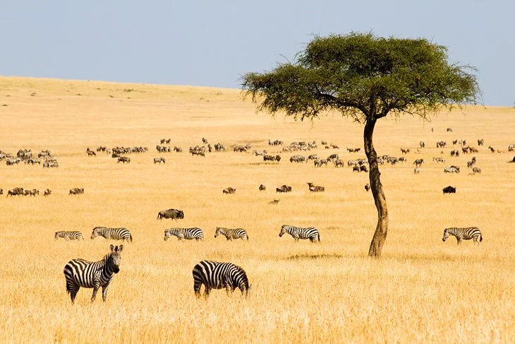 top-reasons-why-kenya-is-africas-leading-safari-destination