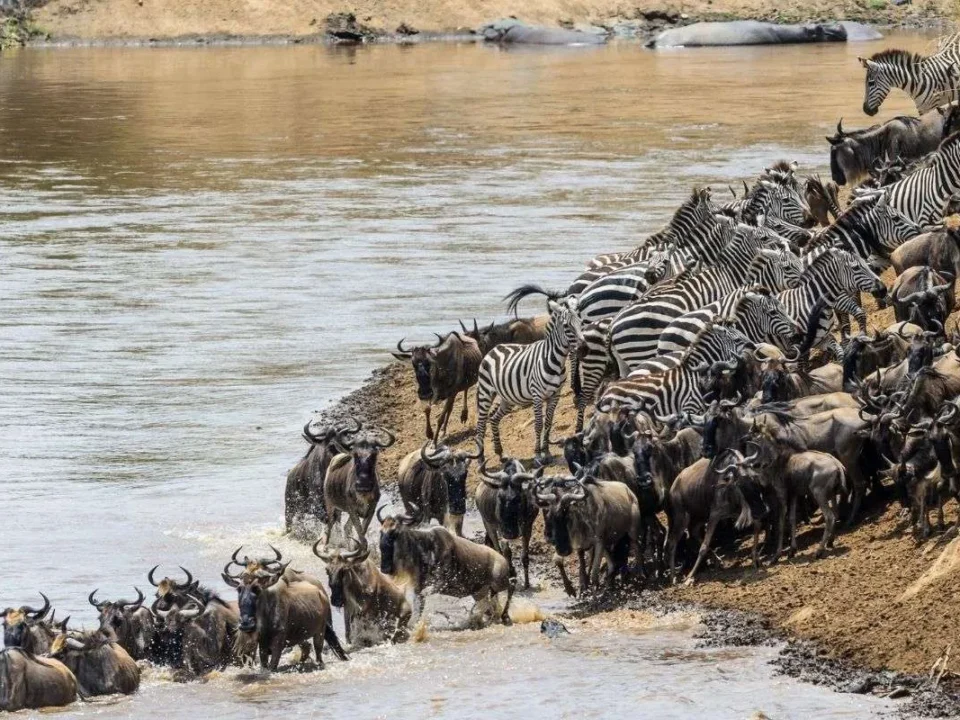 best-east-africa-safaris-for-first-time-african-travelers