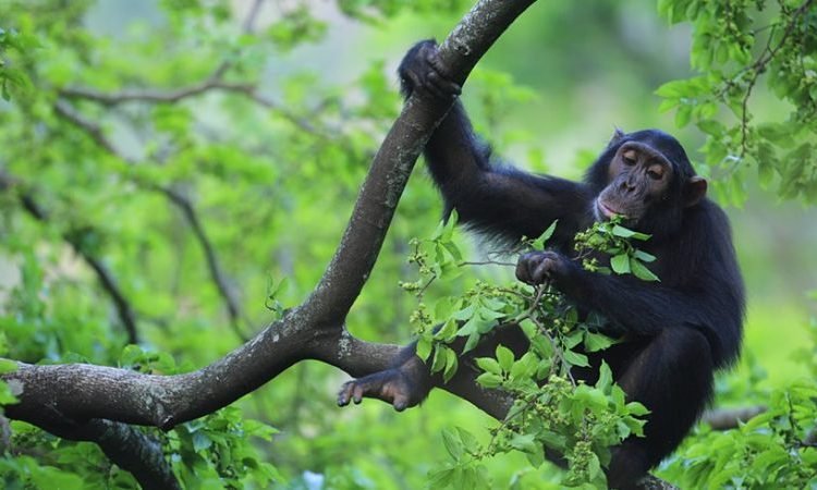 chimpanzee-tracking-in-uganda-rwanda