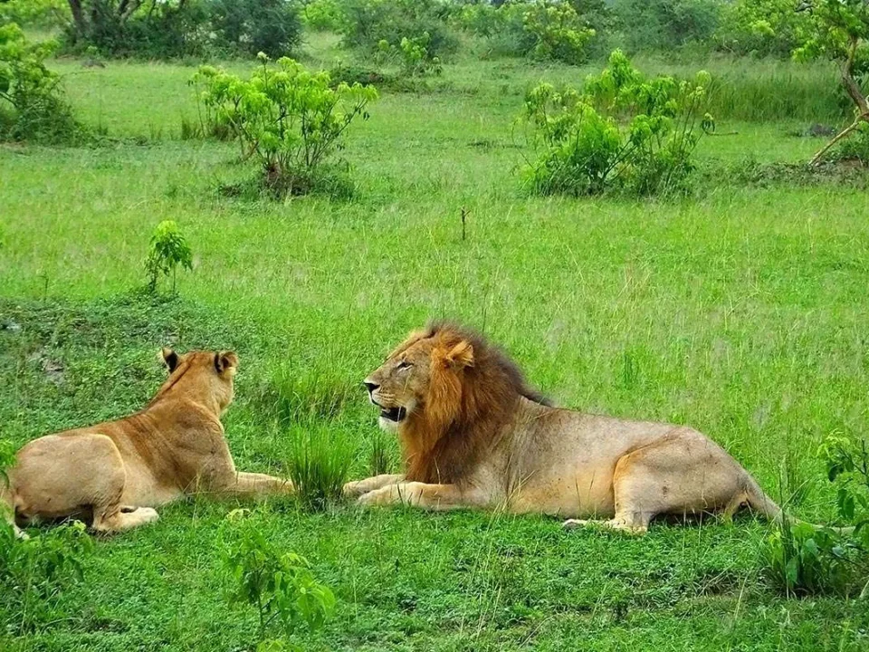 how-to-spot-lions-during-game-drive