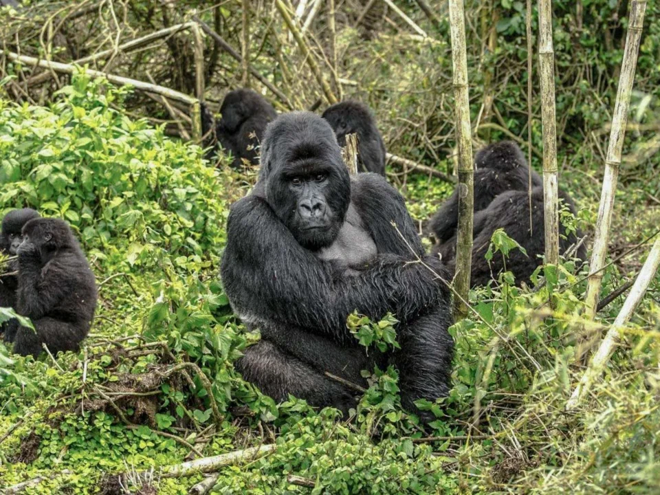 rwanda-gorilla-trekking-guide-for-first-time-visitors